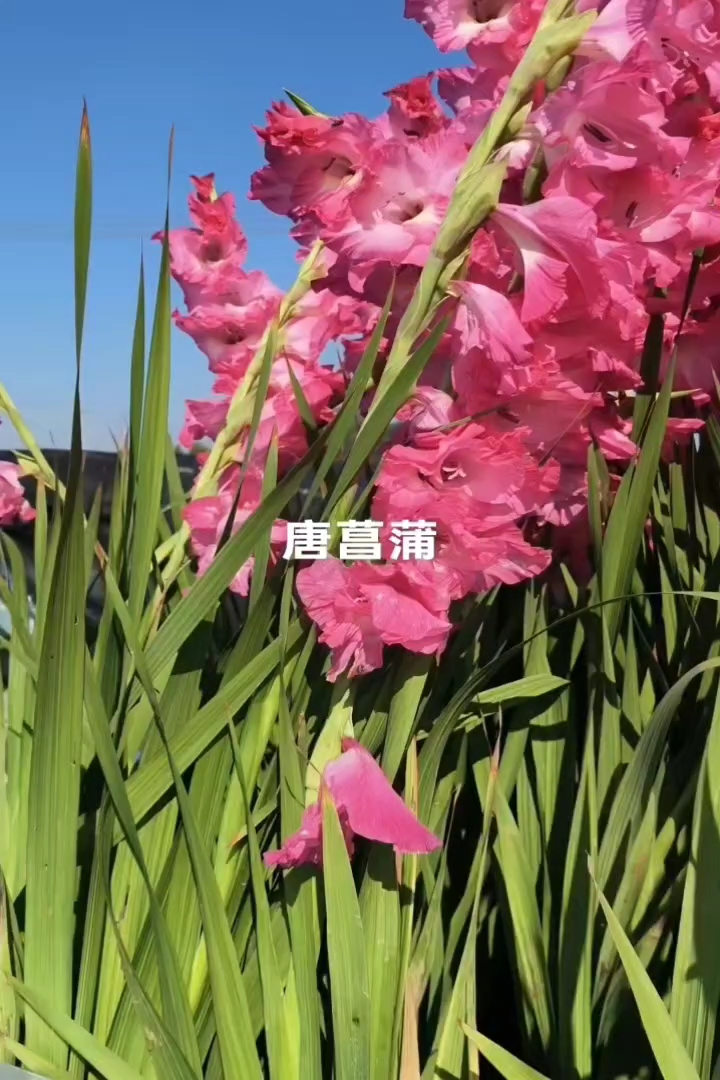 高度20厘米唐菖蒲