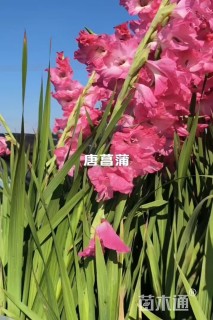 高度20厘米唐菖蒲