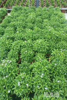 高度20厘米狗牙花