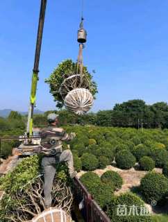 冠幅60厘米无刺枸骨球