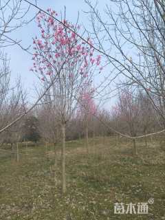 2.5公分娇红一号