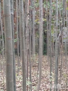 黄山栾树