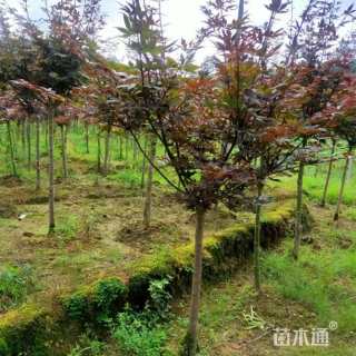 高度150厘米三季红红枫