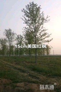 12公分美国红枫