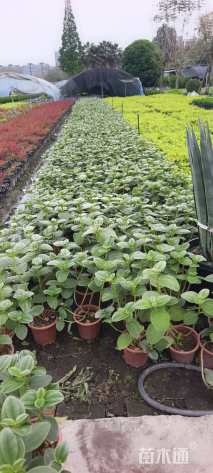 高度35厘米银毛野牡丹