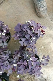 高度50厘米紫叶酢浆草