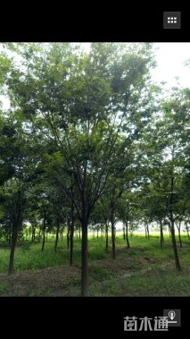 20公分榉树
