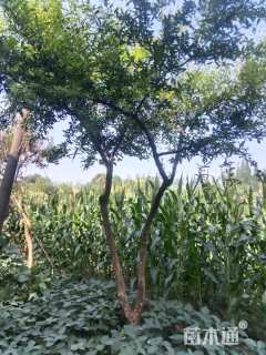 高度300厘米花石榴