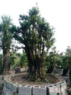 高度200厘米金弹子