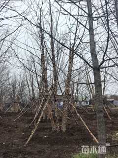 高度1100厘米(5杆)丛生白桦