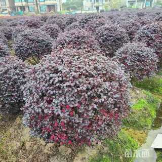 冠幅300厘米红花继木球