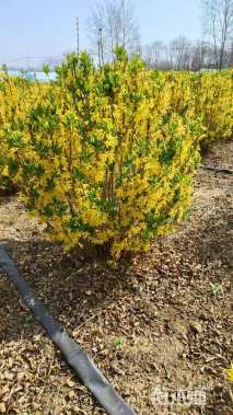 高度40厘米连翘小苗