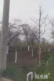 20公分樱花
