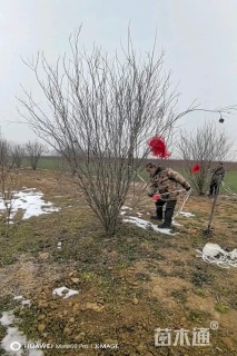 高度250厘米丛生花石榴