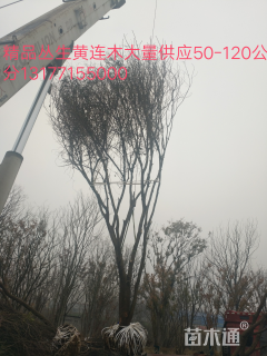 50公分黄连木