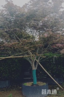 8公分红枫