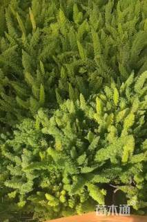 30厘米天门冬