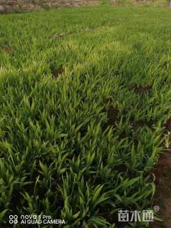 高度20厘米鸢尾