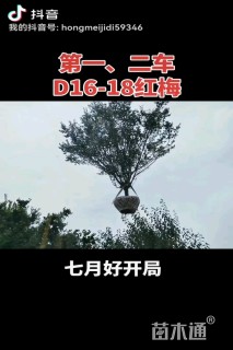 17公分红梅