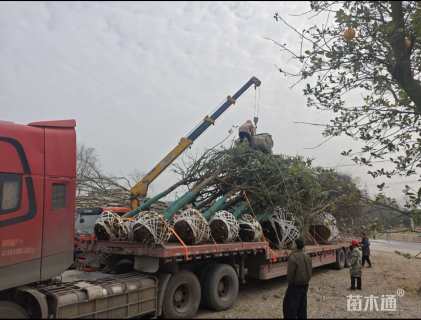 高度1厘米金丝桃小苗