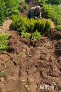 高度40厘米小叶黄杨