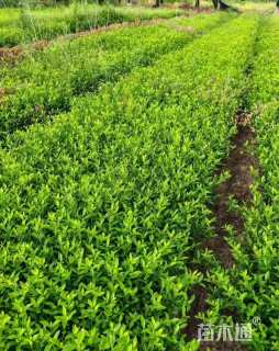 高度35厘米中叶栀子