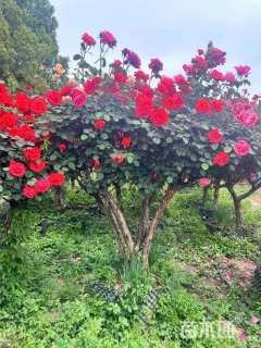 高度250厘米月季