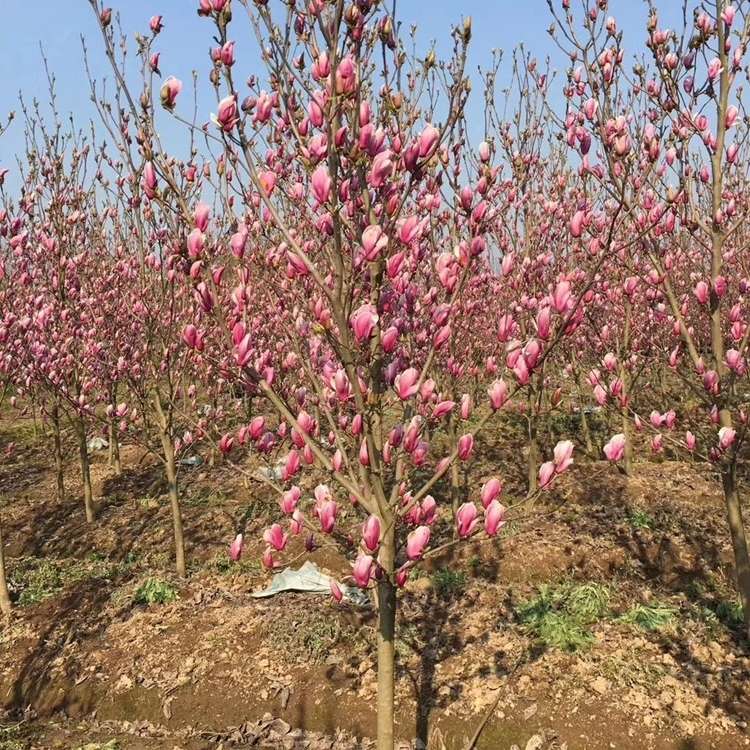 15公分紫玉兰