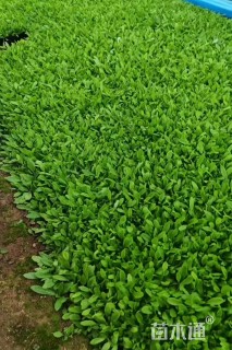 高度20厘米鼠尾草