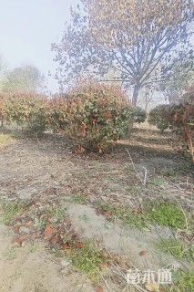 冠幅180厘米红叶石楠球