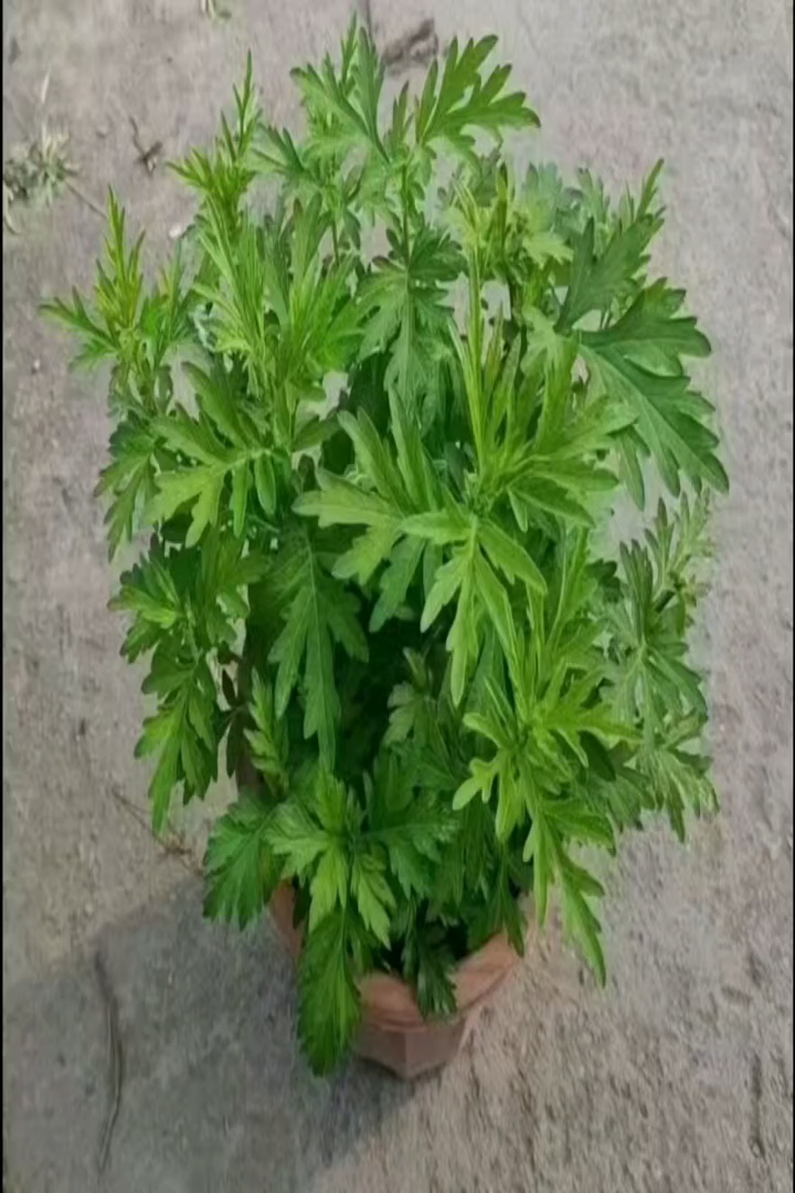 高度15厘米艾草