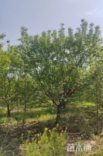 14公分山杏
