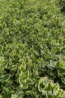 高度35厘米花叶蔓长春