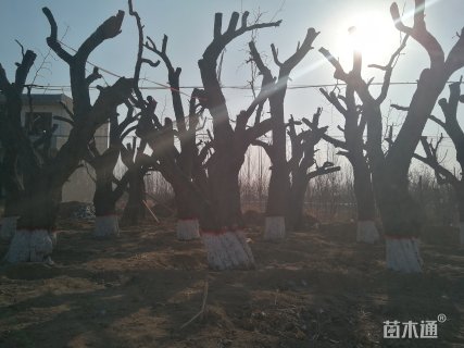 100公分枣树