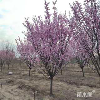22公分美人梅