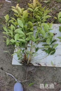 高度80厘米大叶栀子