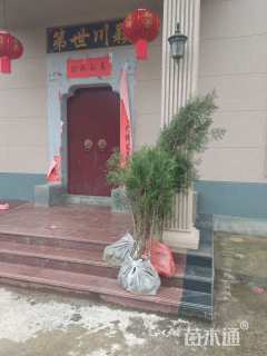 高度120厘米侧柏