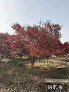 5公分红枫