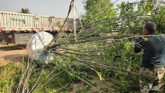 高度600厘米丛生中国黄蜡