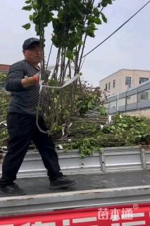 高度250厘米木芙蓉