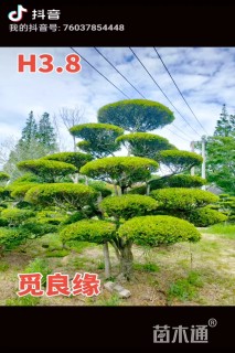 20公分造型黄杨