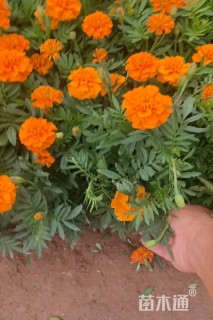 高度22厘米孔雀草