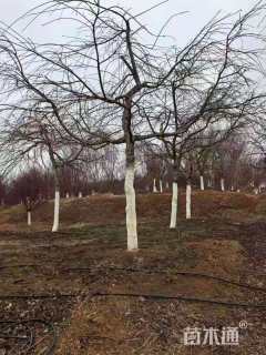 18公分垂枝樱花