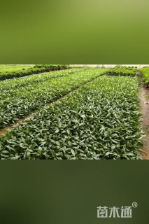 高度15厘米翠芦莉