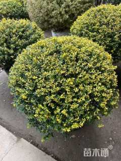 冠幅80厘米冬青球