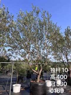 高度400厘米菲油果