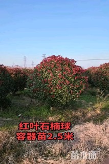 冠幅80厘米红叶石楠球