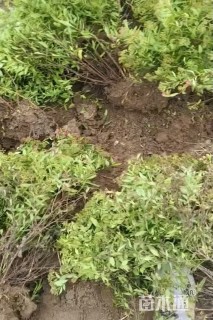 高度100厘米粉花绣线菊