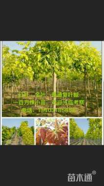 3公分金叶复叶槭