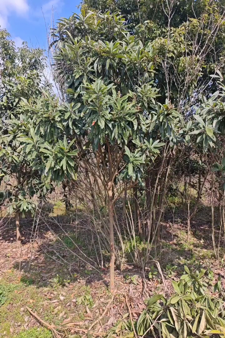 10公分枇杷